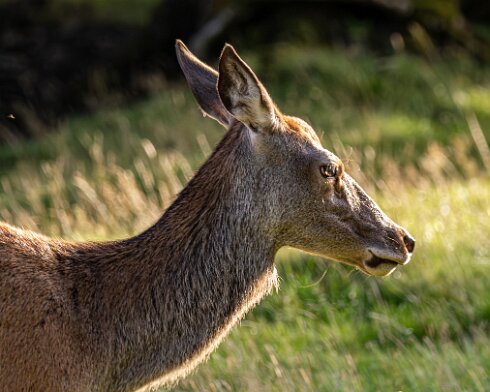 Deer-Blair-Atholl-2025-09-19-2
