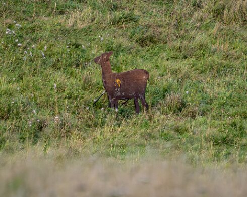 Deer-Blair-Atholl-2025-09-19-3