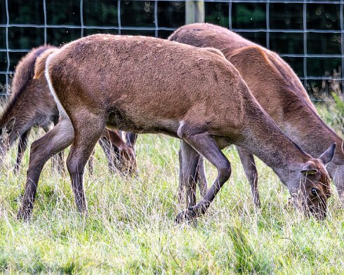 Deer-Blair-Atholl-2025-09-19-4