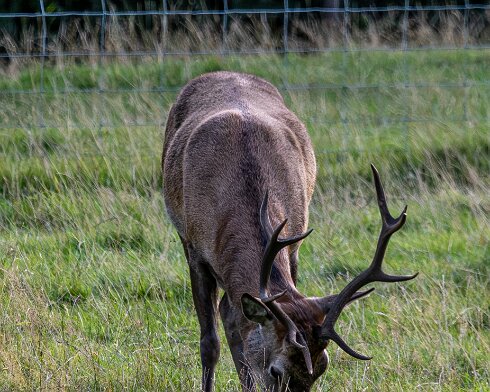 Deer-Blair-Atholl-2025-09-19-5