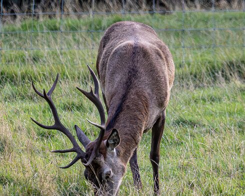 Deer-Blair-Atholl-2025-09-19-6