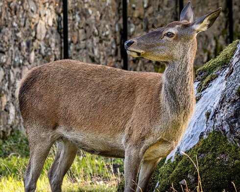 Deer-Blair-Atholl-2025-09-19-7