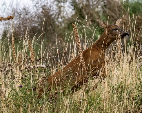 Deer-at-North-Queensferry-2023-08-26