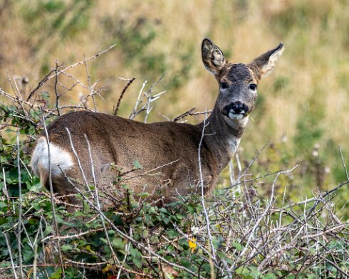Deer-at-North-Queensferry-2024-10-01-1