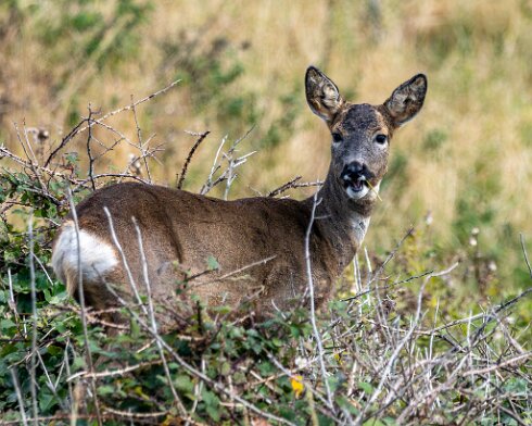 Deer-at-North-Queensferry-2024-10-01-2
