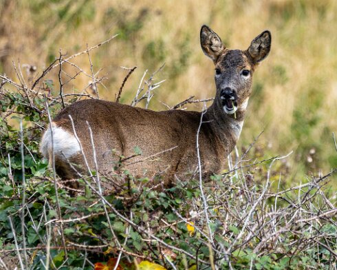 Deer-at-North-Queensferry-2024-10-01-3