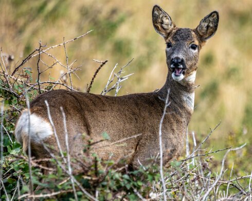 Deer-at-North-Queensferry-2024-10-01-4