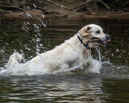 Dog-1