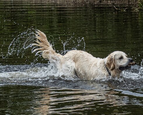 Dog-2