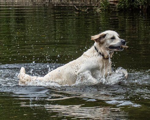 Dog-3