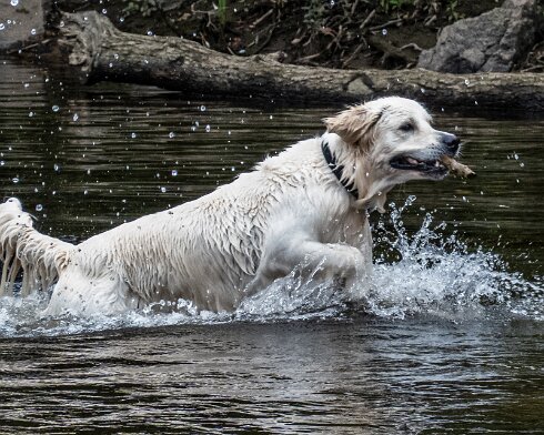 Dog-4