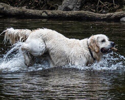 Dog-5