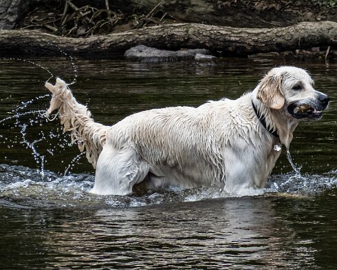 Dog-6