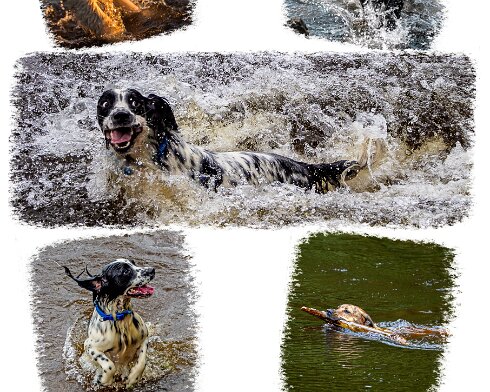 Dogs
