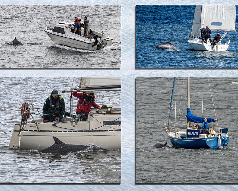 Dolphin-1
