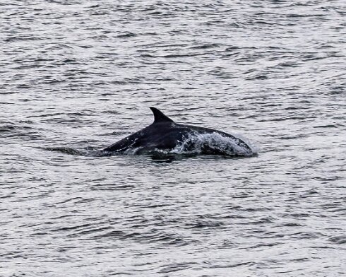 Dolphin-2024-08-30-1