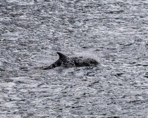 Dolphin-2024-08-30-10