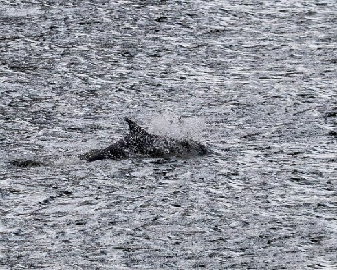 Dolphin-2024-08-30-11