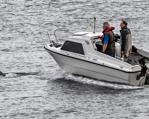 Dolphin-2024-08-30-3