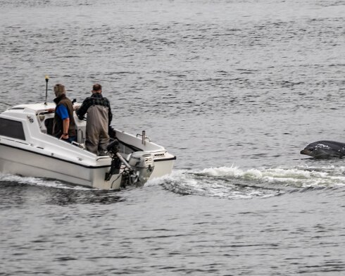 Dolphin-2024-08-30-4