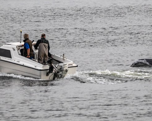 Dolphin-2024-08-30-5