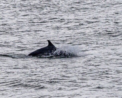 Dolphin-2024-08-30-8