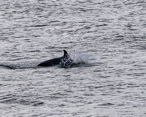 Dolphin-2024-08-30-9