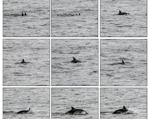 Dolphin-2026-04-06