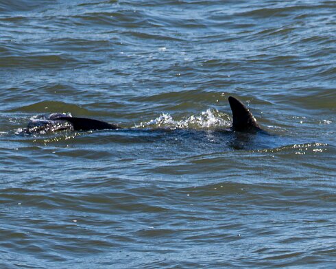 Dolphin-2026-04-23-1