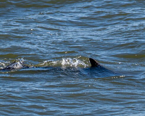 Dolphin-2026-04-23-2
