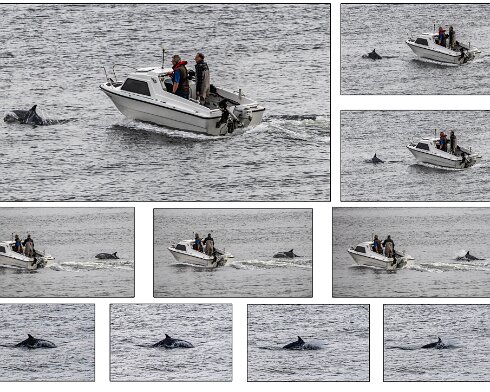Dolphin-5