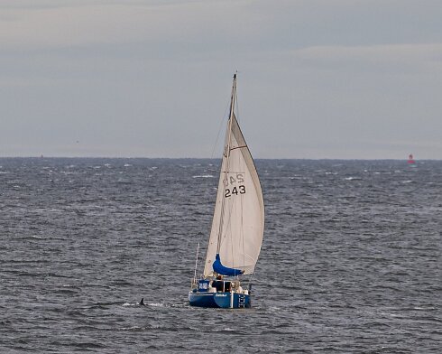 Dolphin-1