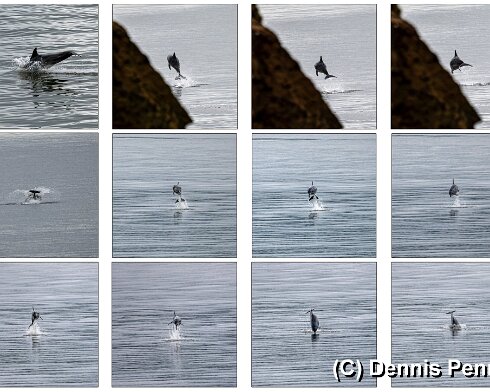 Dolphin-3-1
