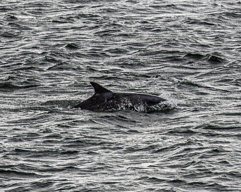 Dolphin-5