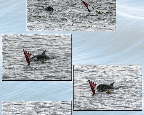 Dolphin-6-1