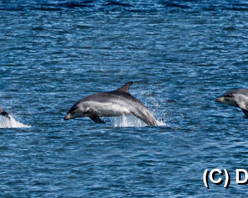 Dolphin-8-1