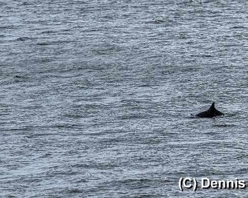 Dolphin-8