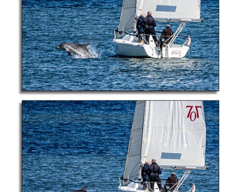 Dolphin-9-1