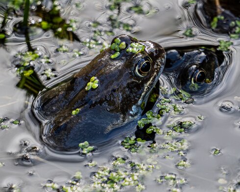Frog-2026-03-02-1