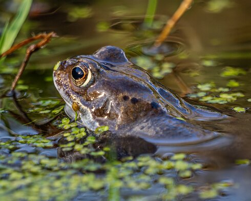 Frog-2026-03-02-10
