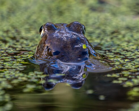 Frog-2026-03-02-11