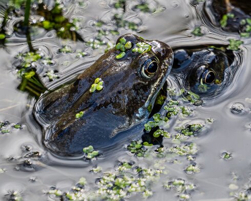 Frog-2026-03-02-12
