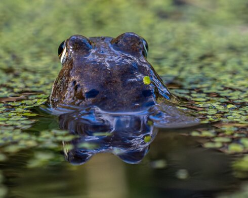 Frog-2026-03-02-13