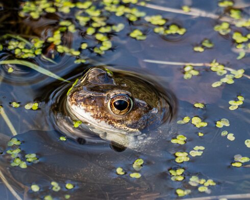 Frog-2026-03-02-14