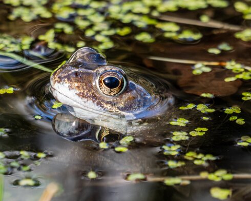 Frog-2026-03-02-15