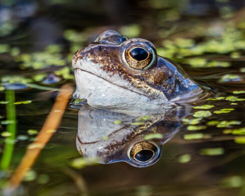 Frog-2026-03-02-17
