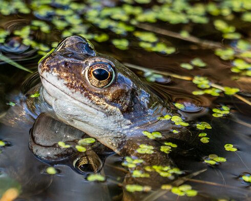 Frog-2026-03-02-19