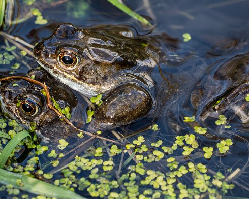 Frog-2026-03-02-2