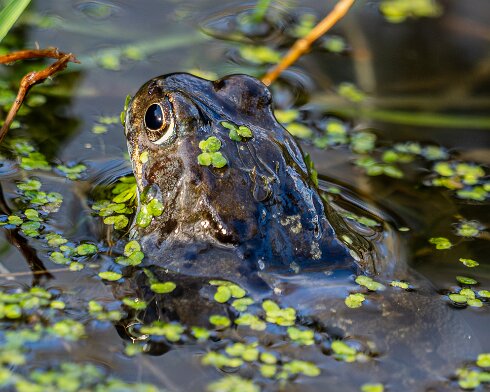 Frog-2026-03-02-20