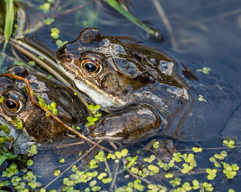 Frog-2026-03-02-3